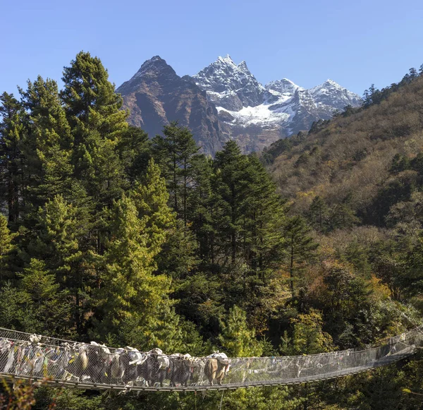 Yaks Caravan Crossing Suspension Bridge Himalayas Everest Base Camp Trek — Stock Photo, Image