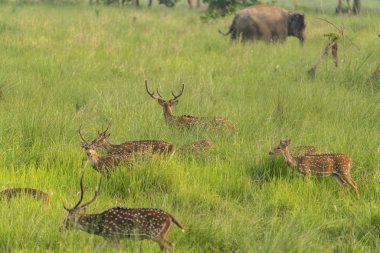 Sika veya benekli geyikler de fil cephede sürüsü. Hayvan ve yaban hayatı fotoğraf. Japon geyik Cervus nippon