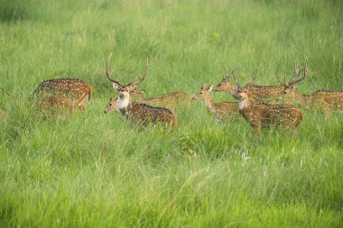 Sika veya benekli geyikler de fil cephede sürüsü. Hayvan ve yaban hayatı fotoğraf. Japon geyik Cervus nippon