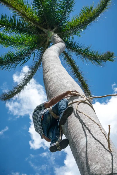 Дорослий Чоловік Піднімається Високе Кокосове Дерево Мотузкою Щоб Отримати Горіхи — стокове фото