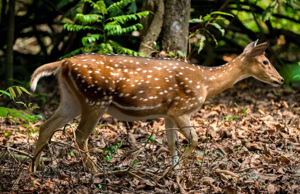 発見またはジャングルの中でエゾシカ 野生動物や動物の写真 日本語やぶちの鹿 — ストック写真