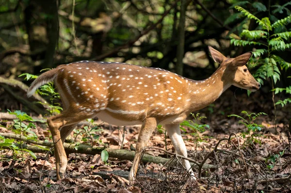 発見またはジャングルの中でエゾシカ 野生動物や動物の写真 日本語やぶちの鹿 — ストック写真