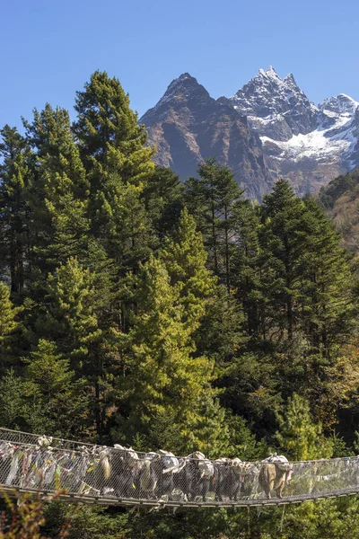 Yaks caravan crossing suspension bridge in the Himalayas. Everest base camp trek in Nepal