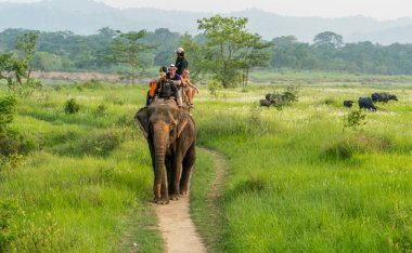 Turistler elelphant ormanda binmek. Arka plan üzerinde bufalo sürüsü. 2018 Chitwan, Nepal, yaz aylarında yakalanan