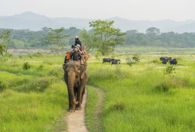 Turistler elelphant ormanda binmek. Arka plan üzerinde bufalo sürüsü. 2018 Chitwan, Nepal, yaz aylarında yakalanan