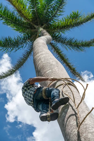 成人男性は ココのナットを得るためにロープで背の高いヤシの木を登っていきます 収穫と農家のカリブ海諸国で動作します — ストック写真