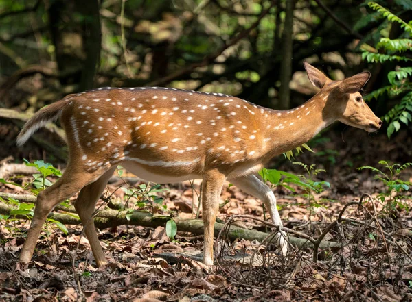 発見またはジャングルの中でエゾシカ 野生動物や動物の写真 日本語やぶちの鹿 — ストック写真