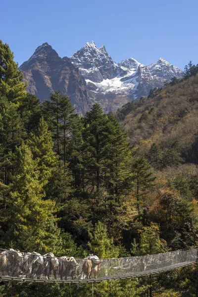 Yaks Caravan Crossing Suspension Bridge Himalayas Everest Base Camp Trek — Stock Photo, Image