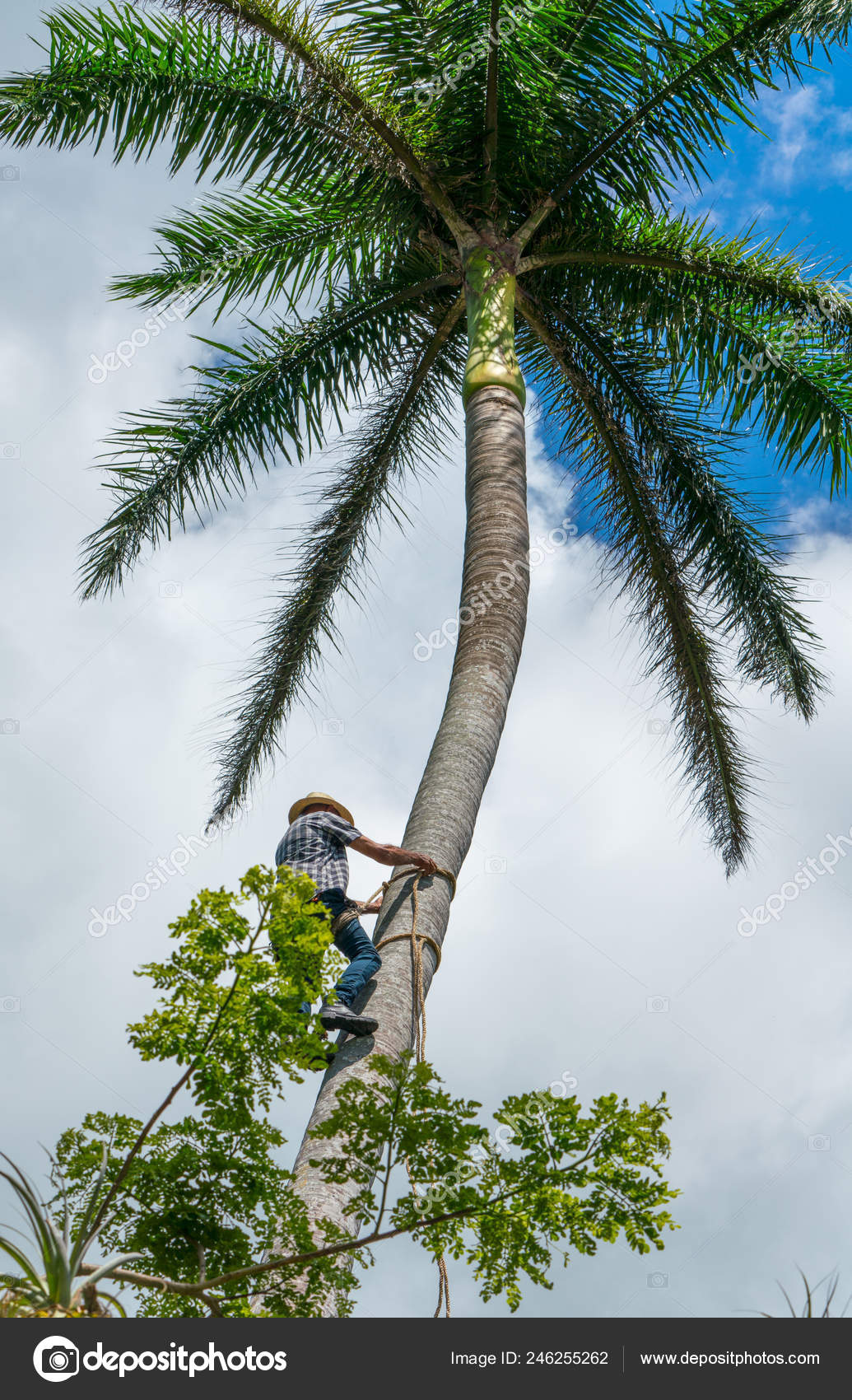 Adult Male Climbs Tall Coconut Tree Rope Get Coco Nuts Stock Photo By C Arsgera Adult Male Climbs Tall Coconut Tree Rope Get Coco Nuts Stock Photo By C Arsgera