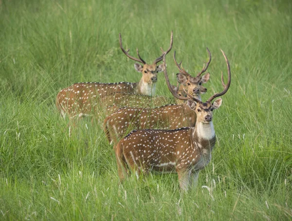 Sika lub stada spotted jelenie w słoń trawa — Zdjęcie stockowe