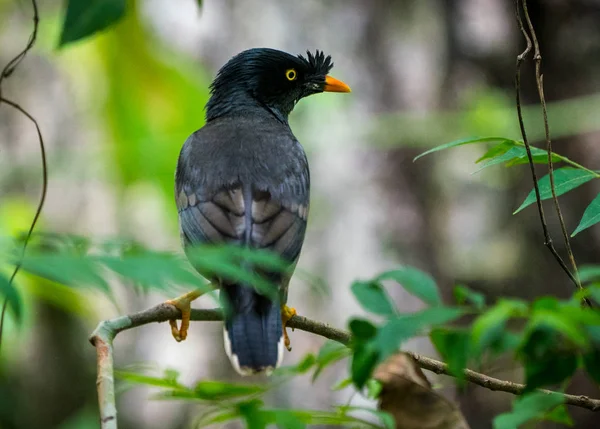 jungle myna bird wildlife photo