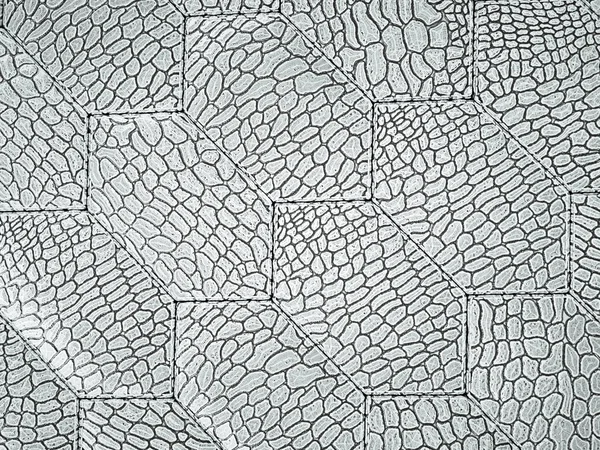 鳄鱼或鳄鱼白色皮革六边形缝合纹理 — 图库照片