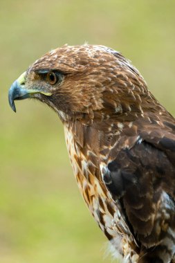 kırmızı kuyruklu şahin veya Buteo jamaicensis yakın çekim portre