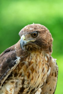 kırmızı kuyruklu şahin veya Buteo jamaicensis yakın çekim portre