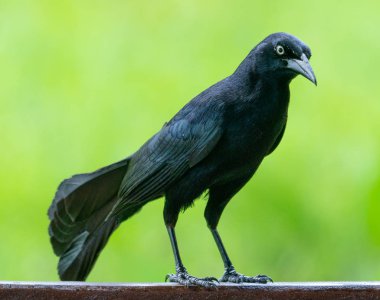 Yeşil üzerinde Carib grackle veya Greater Antillean karakuş 