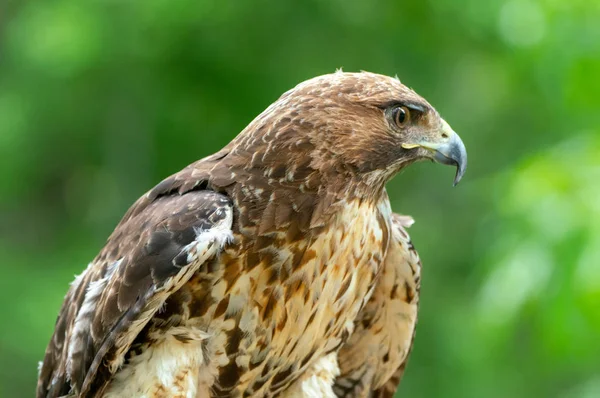 Halcón de cola roja o retrato de cerca de Buteo jamaicensis — Foto de Stock