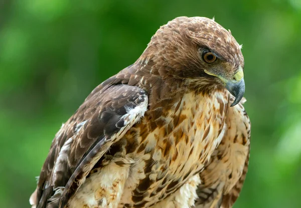 Czerwony-tailed hawk lub Buteo jamaicensis zbliżenie portret — Zdjęcie stockowe