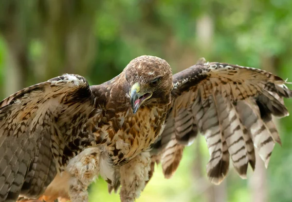 Halcón de cola roja o retrato de cerca de Buteo jamaicensis — Foto de Stock