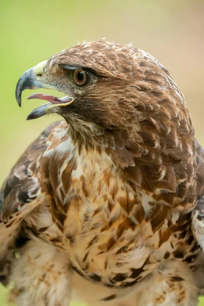 Czerwony-tailed hawk lub Buteo jamaicensis zbliżenie portret — Zdjęcie stockowe