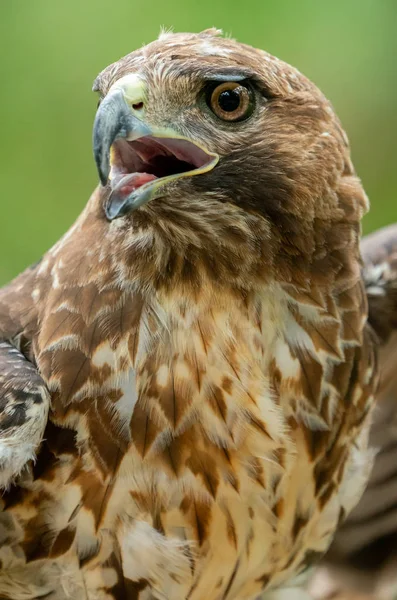 Czerwony-tailed hawk lub Buteo jamaicensis zbliżenie portret — Zdjęcie stockowe