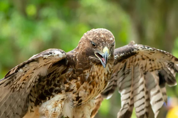 Halcón de cola roja o retrato de cerca de Buteo jamaicensis — Foto de Stock