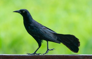 Yeşil üzerinde Carib grackle veya Greater Antillean karakuş 