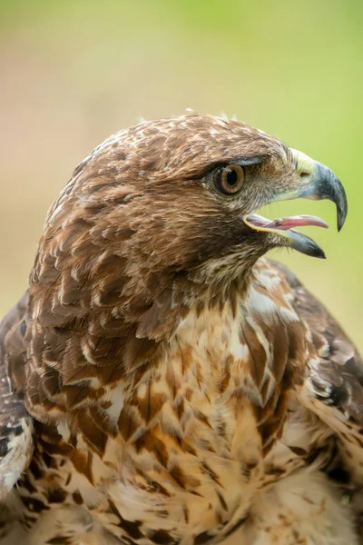 Czerwony-tailed hawk lub Buteo jamaicensis zbliżenie portret — Zdjęcie stockowe