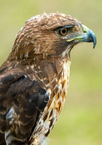 Red-tailed hawk or Buteo jamaicensis close-up portrait — Stock Photo, Image