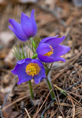 Pulsatilla patenveya Doğu pasqueflower 