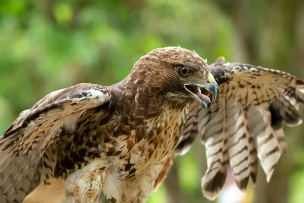 Faucon à queue rousse ou Buteo jamaicensis portrait rapproché — Photo