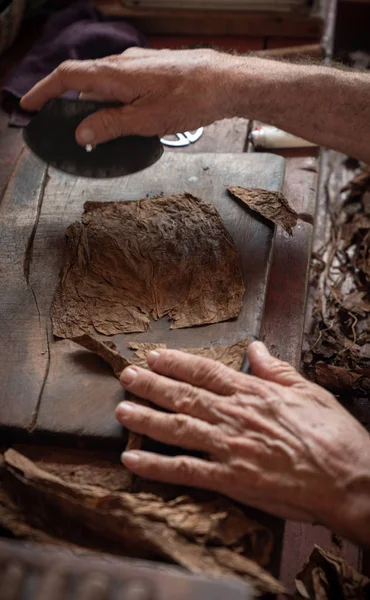 Cigar rolling or making by torcedor in cuba — Stock Photo, Image