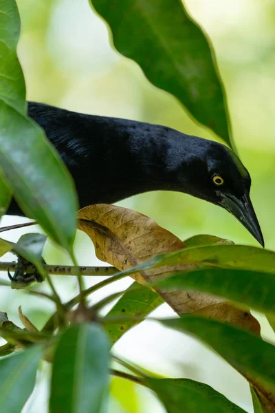 Carib Vlhovec nebo větší antillibský černý pták na zelené — Stock fotografie