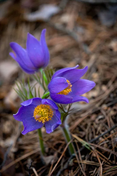 Pulsatilla patens ou pasqueflower oriental — Fotografia de Stock