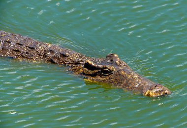 Timsah veya timsah yakın çekim portre