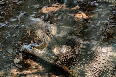 Timsah veya timsah yakın çekim portre