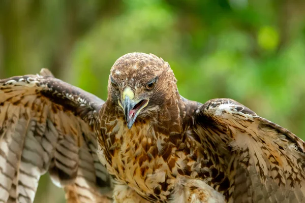 Halcón de cola roja o retrato de cerca de Buteo jamaicensis — Foto de Stock