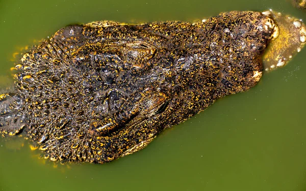 Crocodile or alligator close-up portrait — Stock Photo, Image