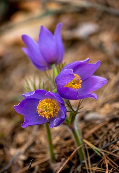 Pulsatilla kökörcsin vagy Kelet-pasqueflower — Stock Fotó