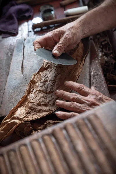 Cigar rolling or making by torcedor in cuba — Stock Photo, Image