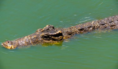 Timsah veya timsah yakın çekim portre