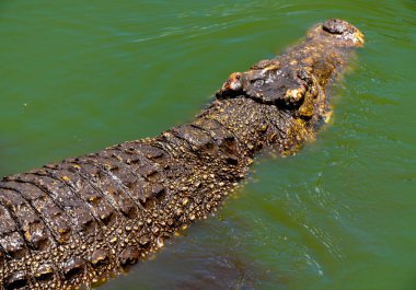 Timsah veya timsah yakın çekim portre