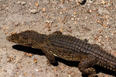 Timsah veya timsah yakın çekim portre