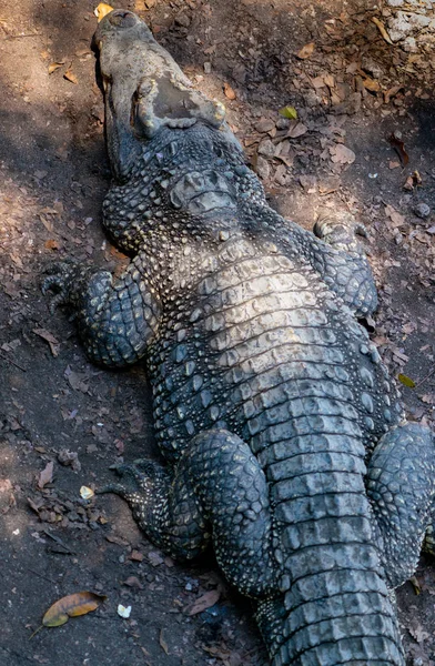 Retrato de grande plano de crocodilo ou jacaré — Fotografia de Stock