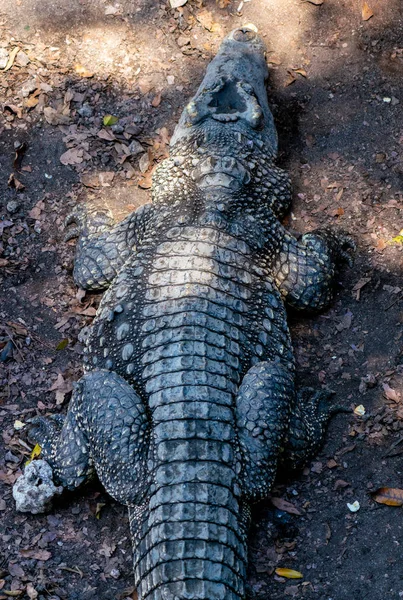 Retrato de grande plano de crocodilo ou jacaré — Fotografia de Stock