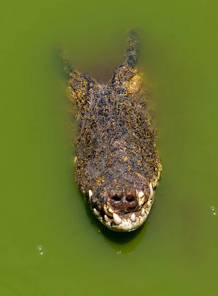 Ritratto da primo piano in coccodrillo o alligatore Poco profondo DOF — Foto Stock