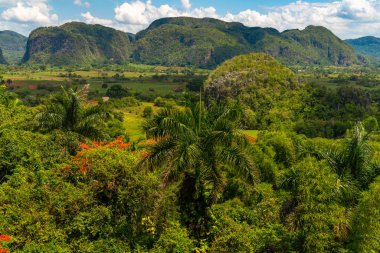 Küba'nın Pinar del Rio Vinales Vadisi sitesi