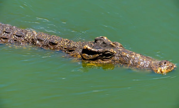 Timsah veya timsah yakın çekim portre Sığ Dof