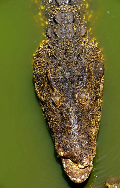 Cocodrilo o cocodrilo primer plano retrato Shallow DOF — Foto de Stock
