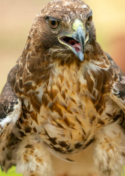 Halcón de cola roja o retrato de cerca de Buteo jamaicensis — Foto de Stock