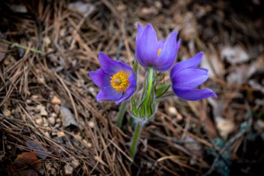 Pulsatilla patenveya Doğu pasqueflower 